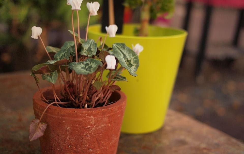 Adobe Planter