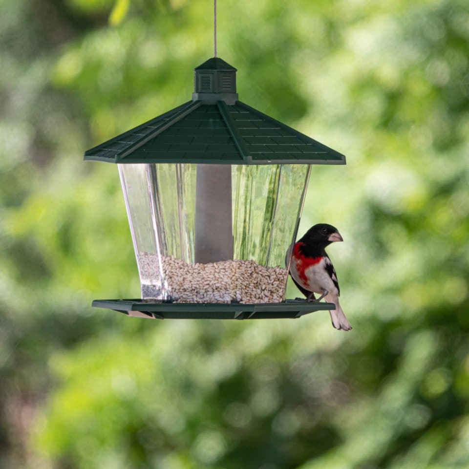 Courtyard Bird Feeder